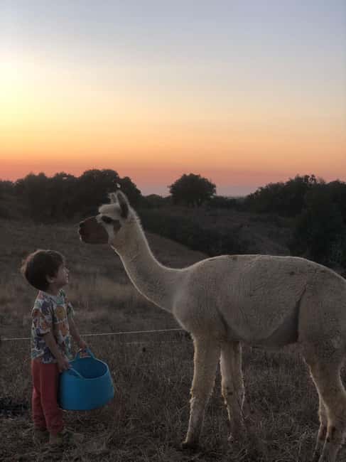 Costa Alentejana: Alpaca Farm Visit and Guided Walk - Tour Logistics and Booking Flexibility