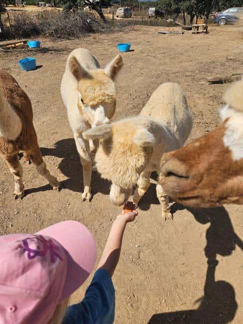 Costa Alentejana: Alpaca Farm Visit and Guided Walk - Who Should Consider This Tour