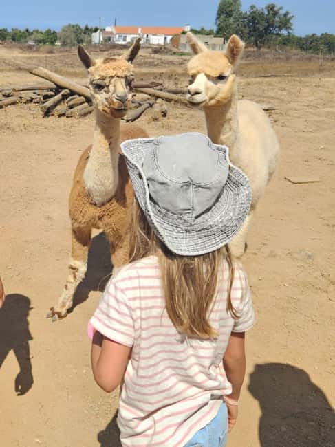 Costa Alentejana: Alpaca Farm Visit and Guided Walk - Final Thoughts on the Alpaca Farm Guided Walk