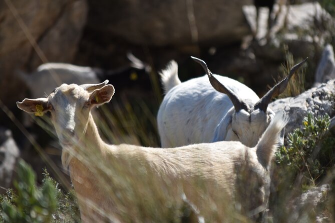 Costa Blanca Full-day Off Road Tour - Off-Road Driving Through Mountain and Forest Trails