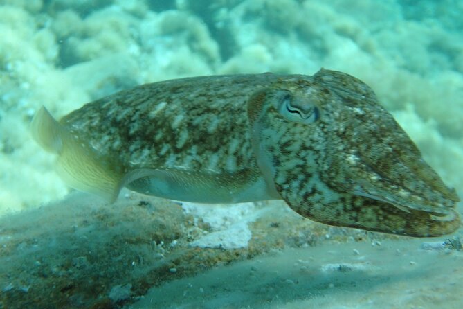 Costa Brava Day Adventure: Trails, Snorkel, Cliff-Jump & Meal - Guides Who Make the Experience Special: Nacho and Sergi