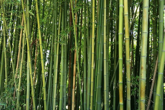 Costa Brava & Medieval Village Small Group Tour Including Lunch - Tossa de Mar and Costa Brava: A Complete Day Trip