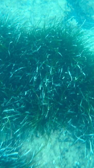 Costa Brava: Sant Feliu de Guíxols Kayak & Snorkel Tour - What Sets This Tour Apart from Other Coastal Adventures