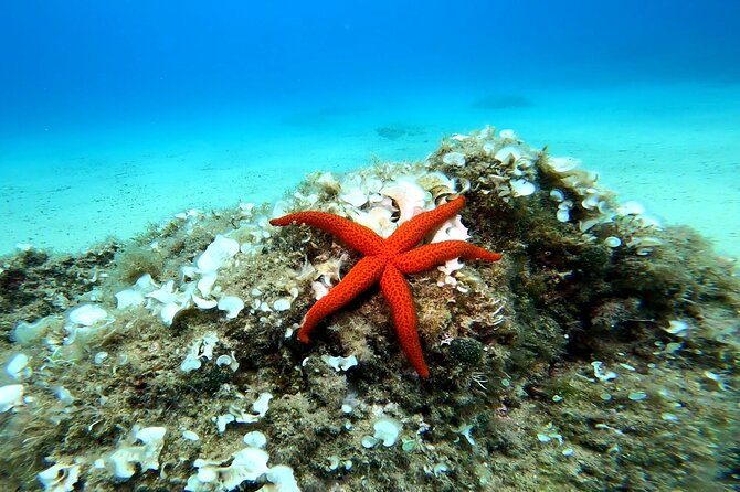 Costa Brava: Scuba Diving Tour, Lunch and a Visit to Tossa de Mar - Lunch with Sea Views at a Local Beachside Restaurant