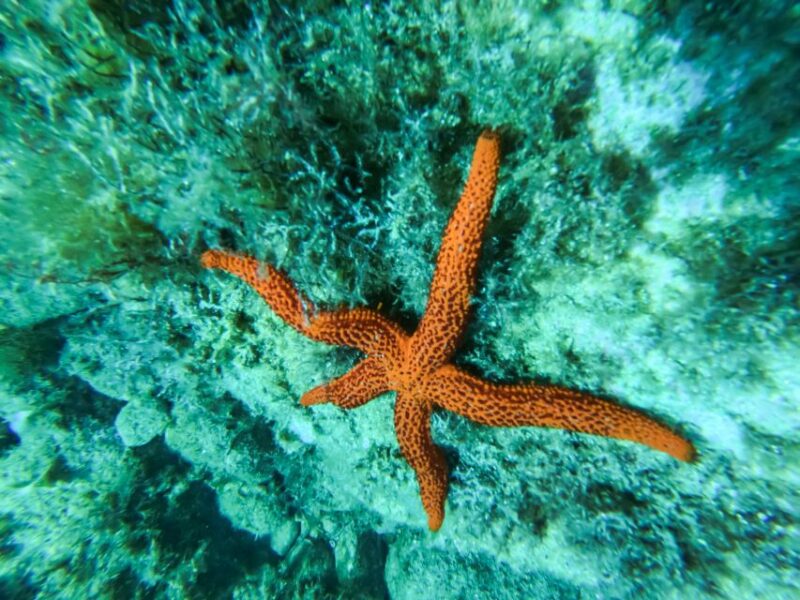 Costa Brava: Sea Caves Kayaking and Snorkeling Tour - Practical Details and Accessibility