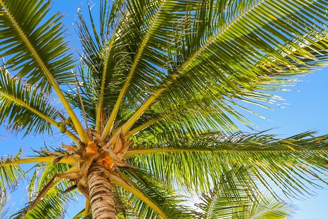 Costa Maya Chacchoben Mayan Ruins & Mexican Lunch at the Beach - Physical Requirements and Accessibility Considerations