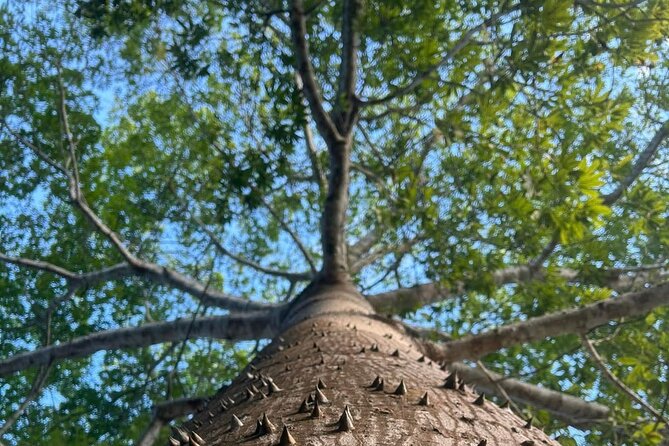 Costa Maya Chacchoben Ruins and the Fruit Market - Logistics of the Tour Experience