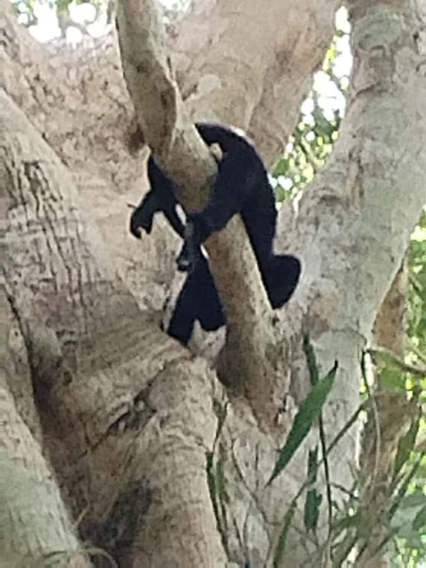 Costa Maya: Chacchoben ruins exclusive tour - Wildlife Spotting and Nature Observation