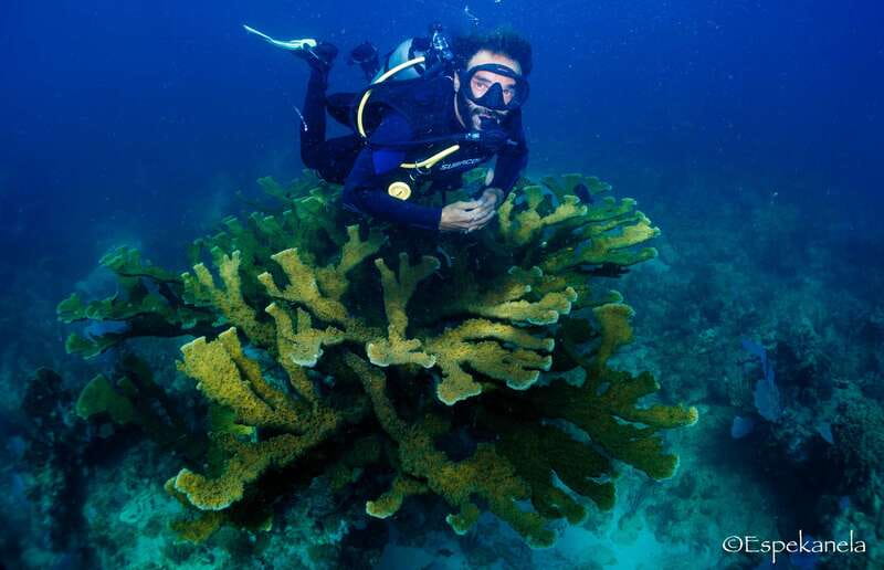 Costa Maya: Discover Scuba Diving Reef Experience - The Starting Point at Mahahual for an Easy Begin