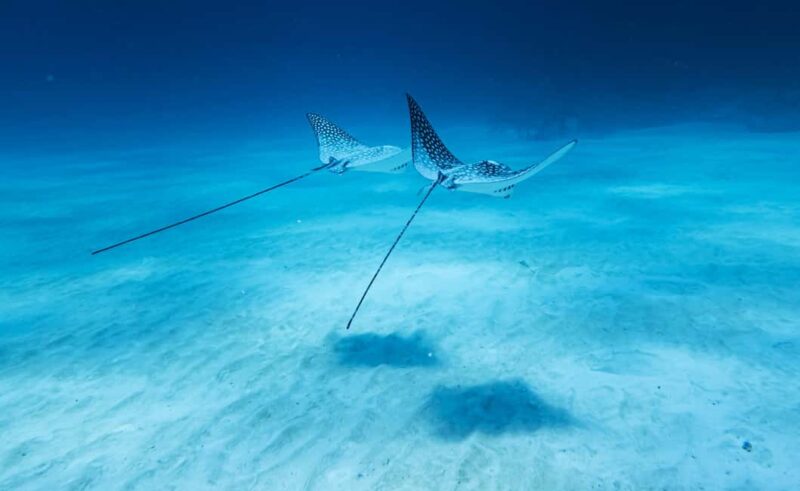 Costa Maya: Discover Scuba Diving Reef Experience - Included Equipment, Snacks, and Support