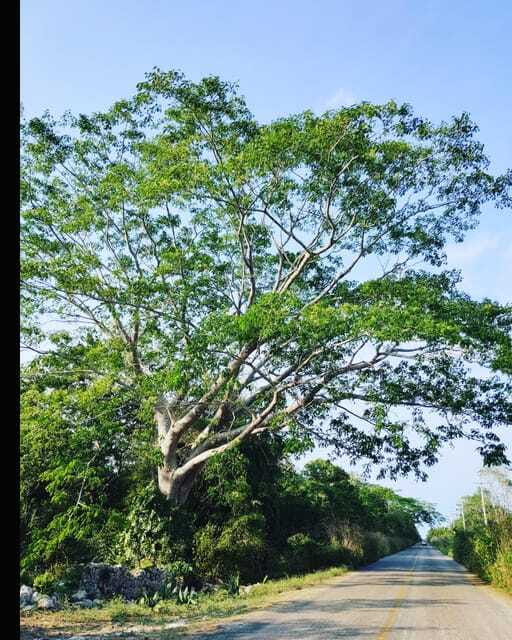 Costa Maya Port: Chacchoben Mayan Temples, crossing the Pineapple Town - The Return Journey to Costa Maya Port