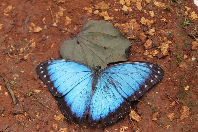 Costa Maya Shore Excursion: Chacchoben Day Trip - Key Points