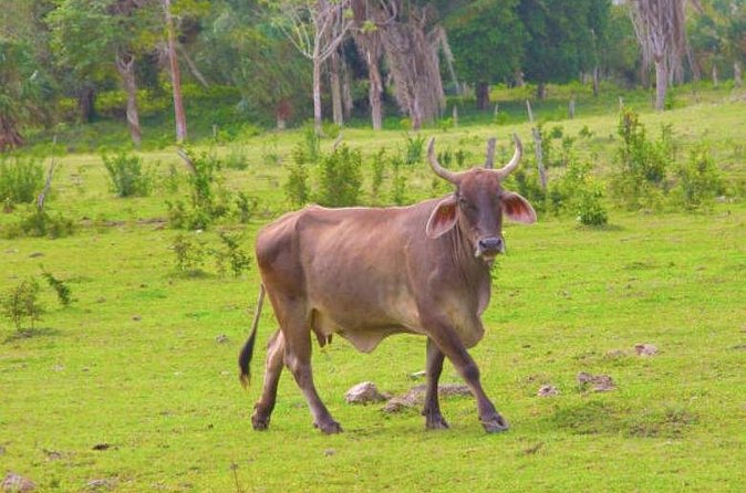 Costa Maya Shore Excursion: Chacchoben Small Group Tour with Food & Drinks - Pickup and Meeting in Costa Maya Port