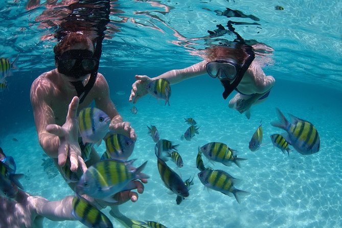 Costa Maya Snorkel Tour - Key Points