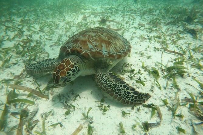 Costa Maya, snorkeling on the reef with fish, looking for turtles - Starting Point at La diosa del mar in Mahahual