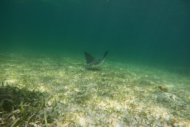 Costa Maya, snorkeling on the reef with fish, looking for turtles - Handling Water Conditions and Weather Challenges