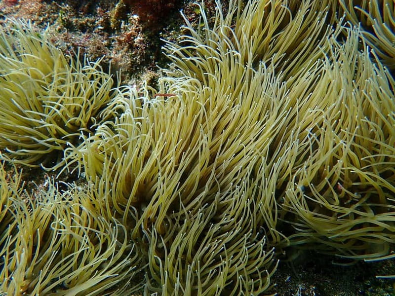 Costa Teguise: Guided 2-hour Snorkeling Tour for all levels - Locations and Marine Highlights