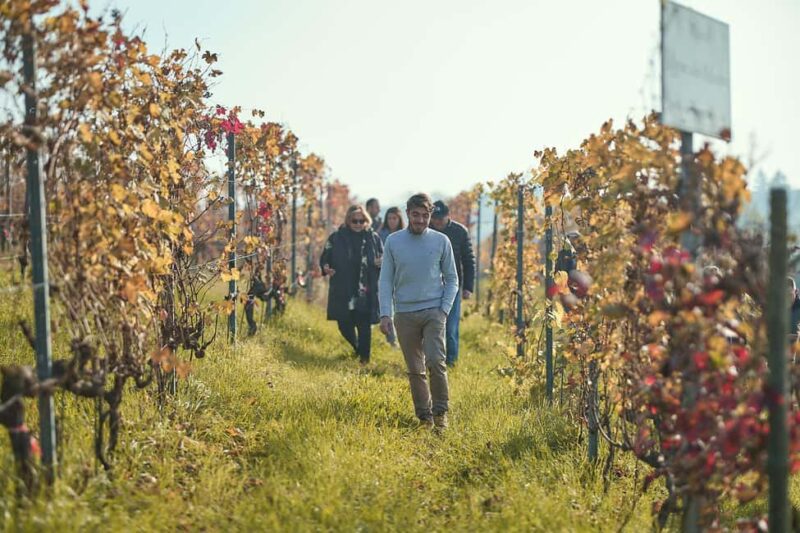 Costigliole d'Asti: Cellar tour and tasting - Explore the Charm of Costigliole dAsti with a Wine Tasting Tour