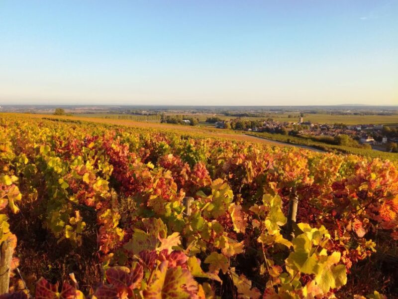 Côte de Nuits Private Local Wineries and Wine Tasting Tour - Flexibility with Booking and Cancellation Policies
