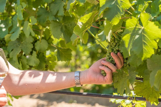 Cotes de Provence Wine Tour from Aix-en-Provence - Expert Guides and Engaging Commentary