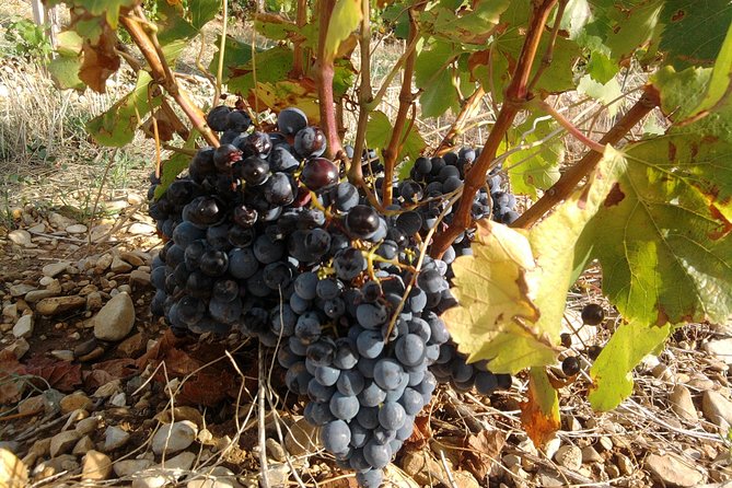 Cotes de Provence Wine Tour from Aix-en-Provence - Timing, Pacing, and Flexibility