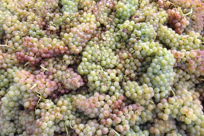 Cotes du Rhone Wine Tour (9:00 am to 5:15 pm) - Small Group Tour from Lyon - Lunch in Les Roches-de-Condrieu