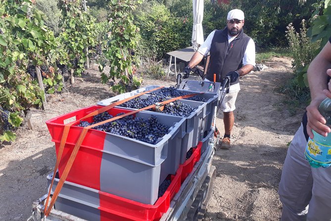 Cotes du Rhone Wine Tour (9:00 am to 5:15 pm) - Small Group Tour from Lyon - Exploring Condrieu: The Viognier Birthplace