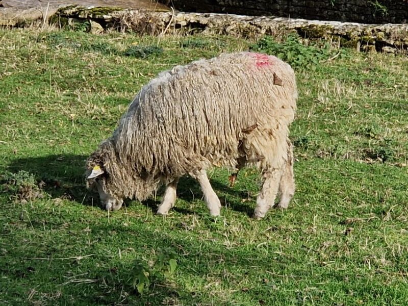 Cotswolds: the loveliest villages in England - The Ruined Manor House of Minster Lovell