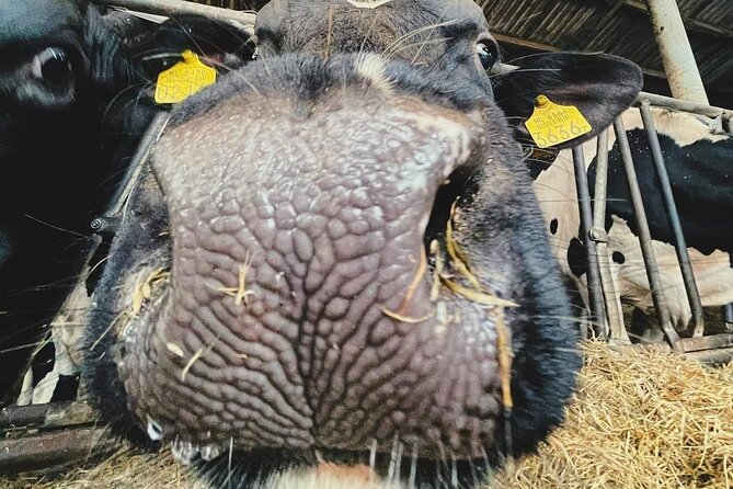 Countryside Bike Tour from Amsterdam: a Windmill and Dutch Cheese - Exploring the Village of Broek in Waterland