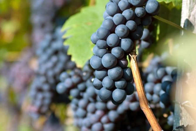 Countryside Half-day Wine Tour near Budapest with Meal and Pickup - Tasting a Variety of Wines and Local Snacks