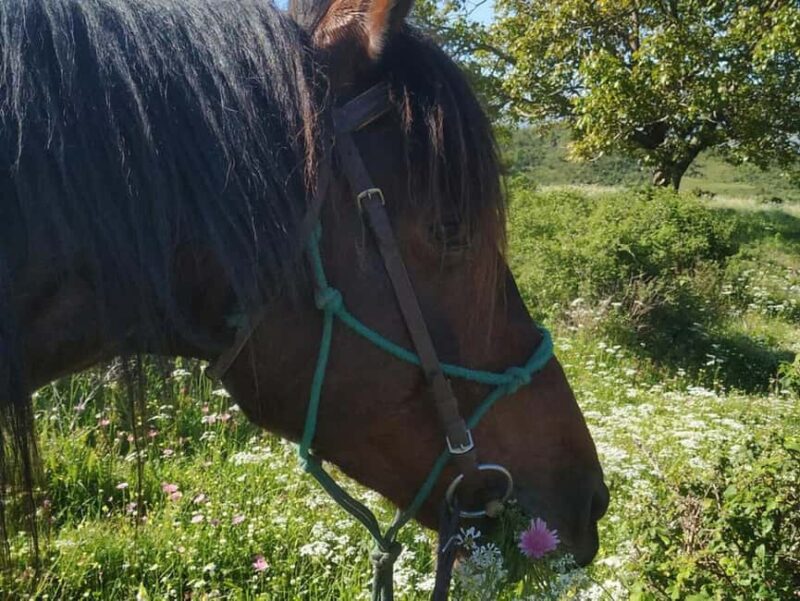 Countryside Horseback Ride in Gjinofshat - Booking Flexibility and Cancellation Policy