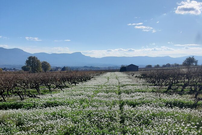 Countryside Immersion With Horseback Riding in Sainte Victoire - Visiting Saint-Maximin-la-Sainte-Baume and Its Basilica