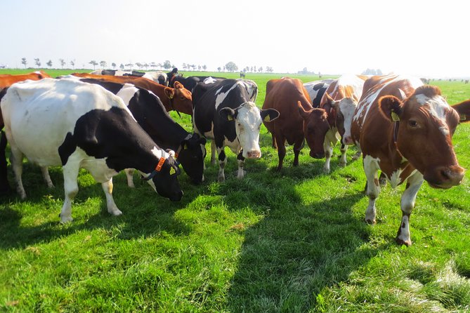 Countryside of Amsterdam Private tour - Key Points