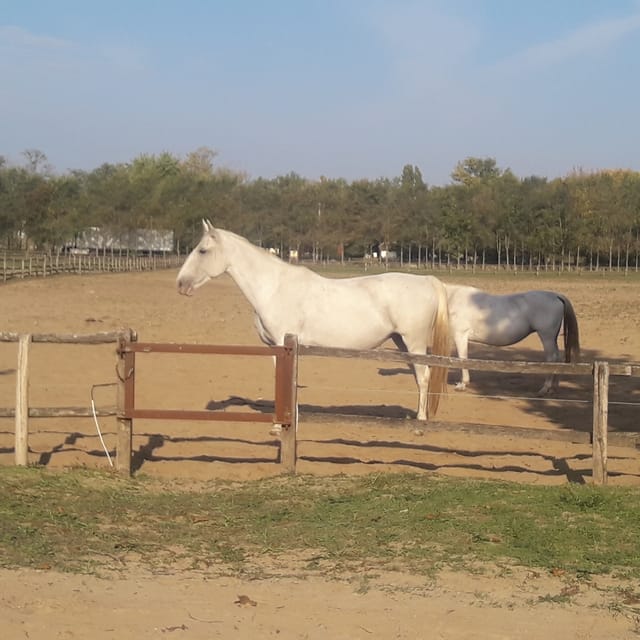 Countryside ranch, horse show & lunch - Practical Details and Logistics