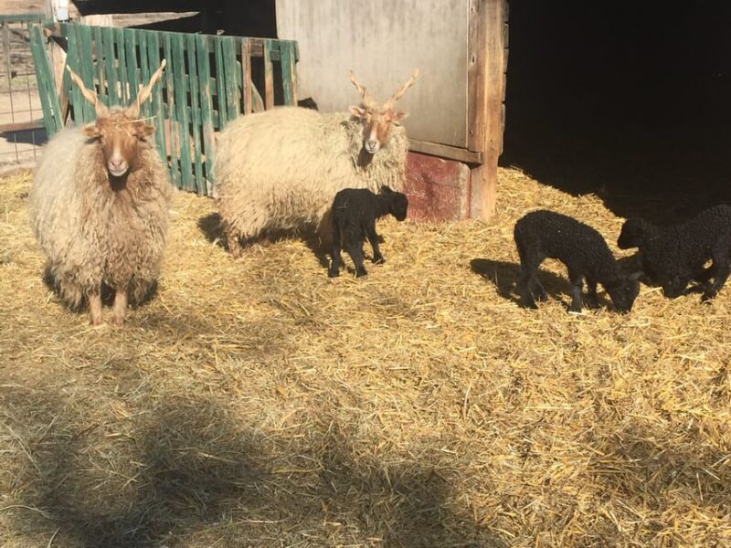 Countryside ranch, horse show & lunch - Accessibility and Booking Flexibility