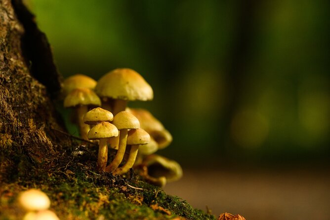 Courtown Woodland Guided Tour - Who Will Appreciate This Tour Most