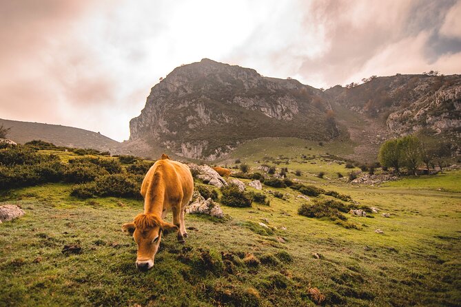 Covadonga Lakes, Sanctuary and Cangas de Onís from Santander - Considerations and Limitations