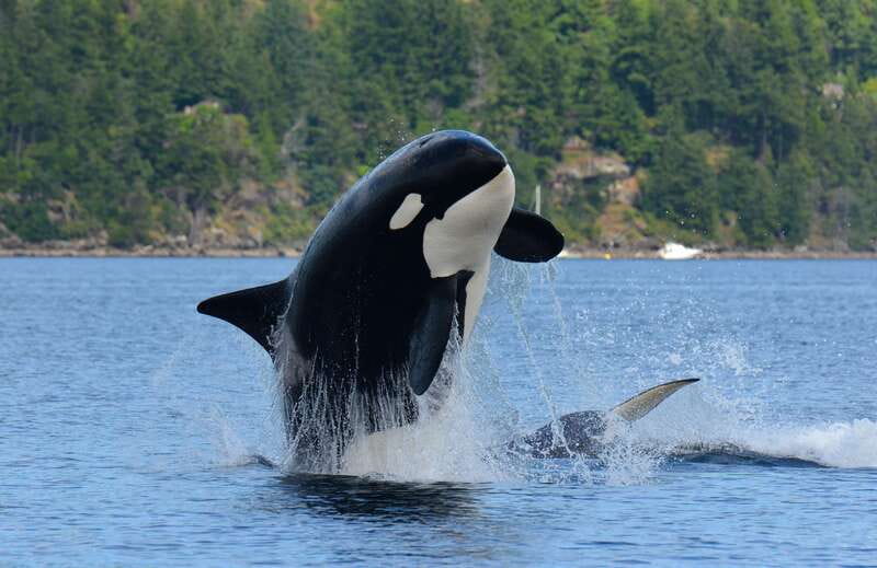 Cowichan Bay: Half-Day Whale & Wildlife Adventure - Discover the Cowichan Bay Half-Day Whale & Wildlife Adventure