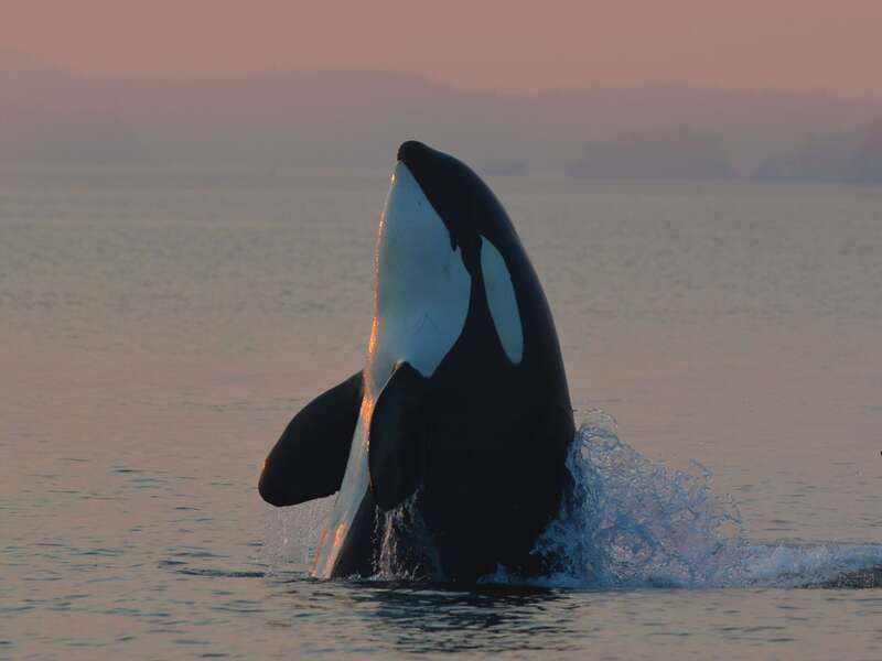 Cowichan Bay: Half-Day Whale & Wildlife Adventure - Guided by Knowledgeable Naturalists and Captains