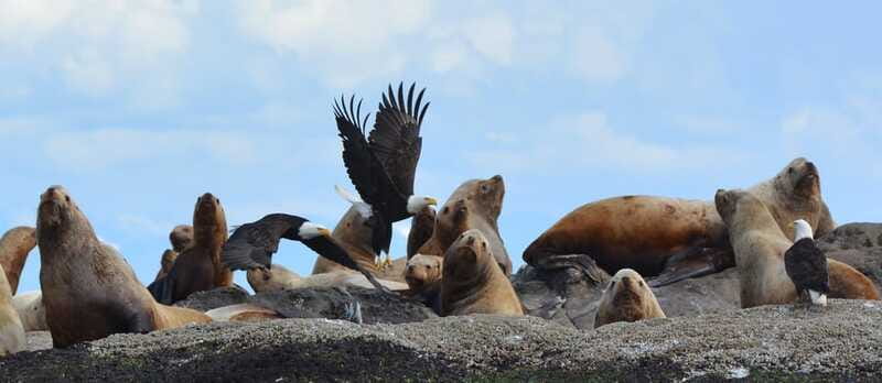 Cowichan Bay: Half-Day Whale & Wildlife Adventure - Diverse Marine Life Encounters Beyond Whales