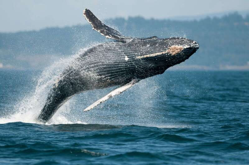 Cowichan Bay: Half-Day Whale & Wildlife Adventure - The Eco-Conscious Approach and Small-Group Benefits