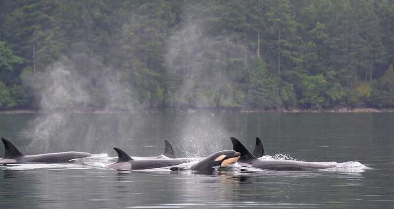 Cowichan Bay: Half-Day Whale & Wildlife Adventure - The Experience of the Guides and Customer Satisfaction