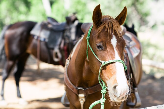 Cowpoke Ride: Adventurous horseback tour just 9 MILES from Sedona - Guides and Personal Touches