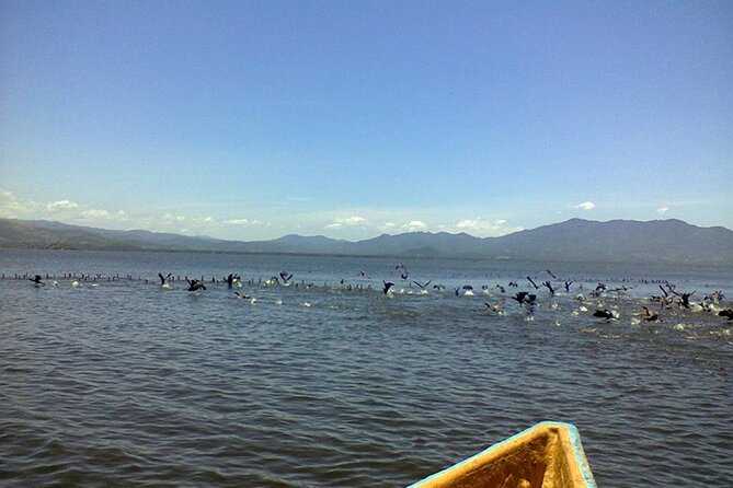 Coyuca Lagoon Tour in Acapulco - Birdwatching in Coyuca: A Haven for Avian Enthusiasts