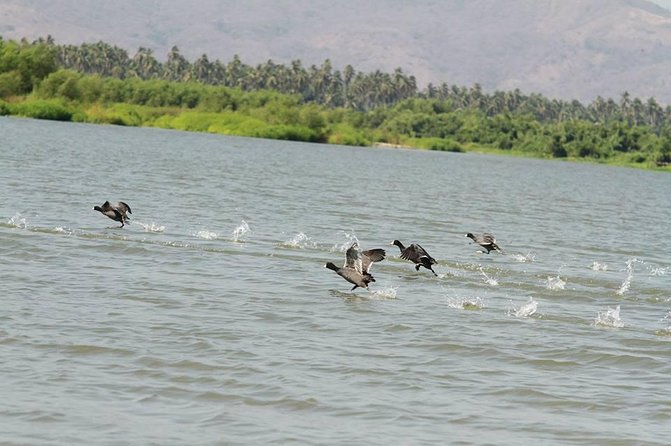 Coyuca Town Tour and Baby Turtle Release - Key Points