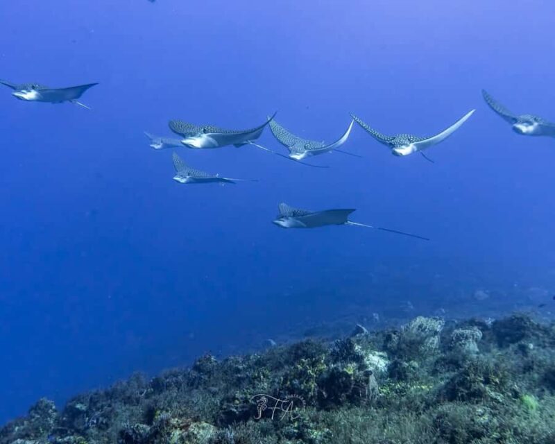 Cozumel: 2-Tank Dive, Eagle Ray Wall for Certified Divers - Marine Life Encounters and Underwater Highlights