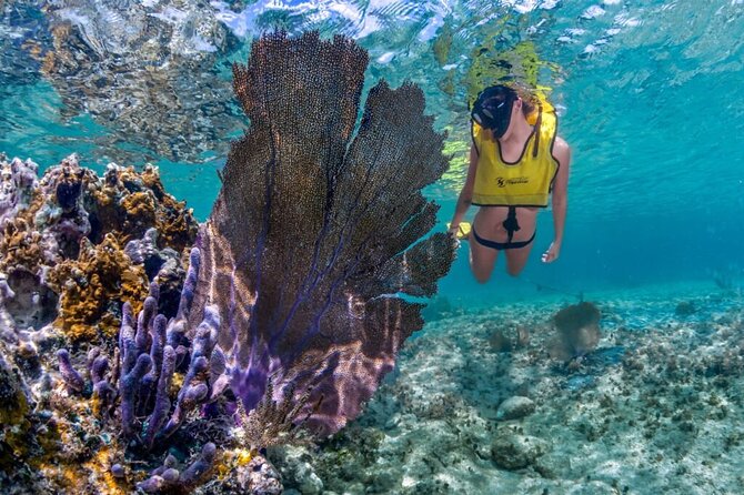 Cozumel 3 Reefs Snorkel - Discover the Vibrant Reefs of Cozumel for $70