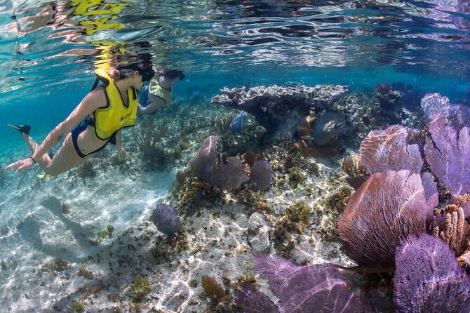 Cozumel 3 Reefs Snorkel - Key Points