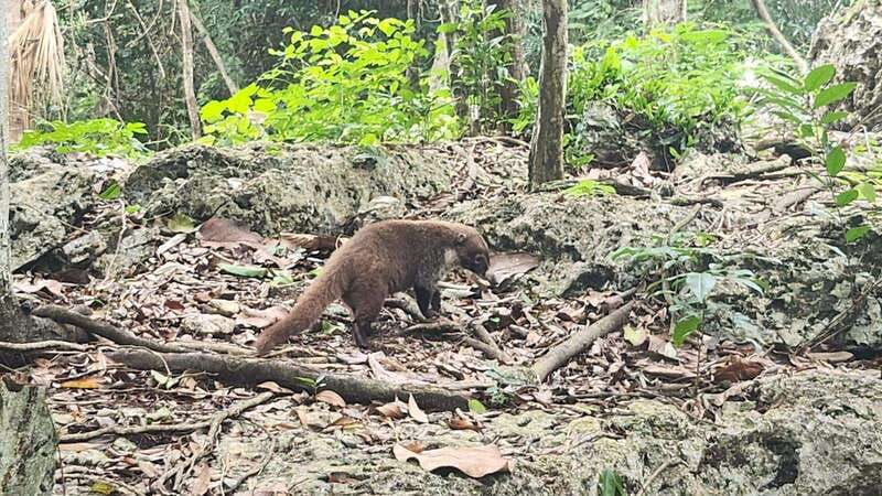 cozumel: atv off road adventure to Jade Cavern and beach - Highlights and Limitations of the Tour