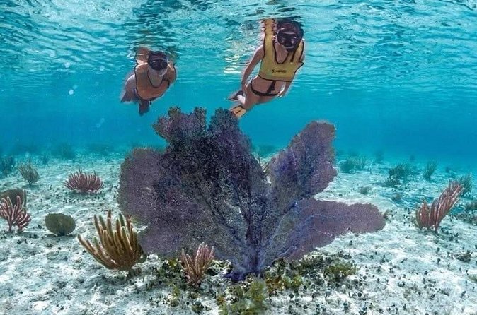 Cozumel Buggy Scape : Reef Snorkeling & Beach Club Fun - Practicalities: Group Size, Booking, and Experience